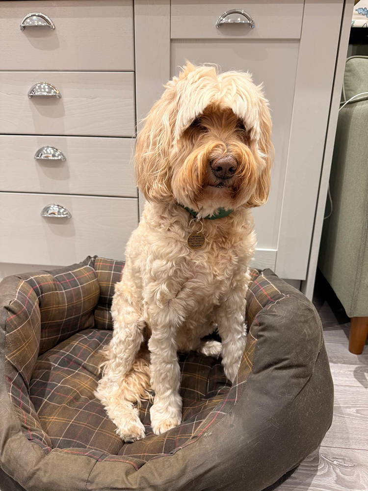 ba004636-1a66-40a6-805c-68b39a549bde 2